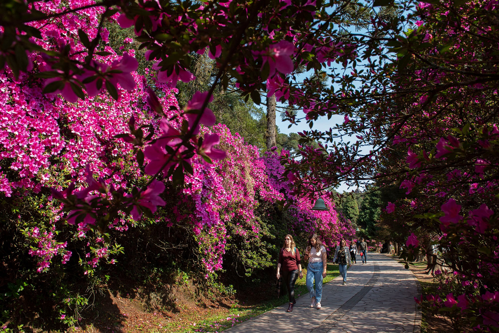 La exuberancia natural también es una virtud de Gramado