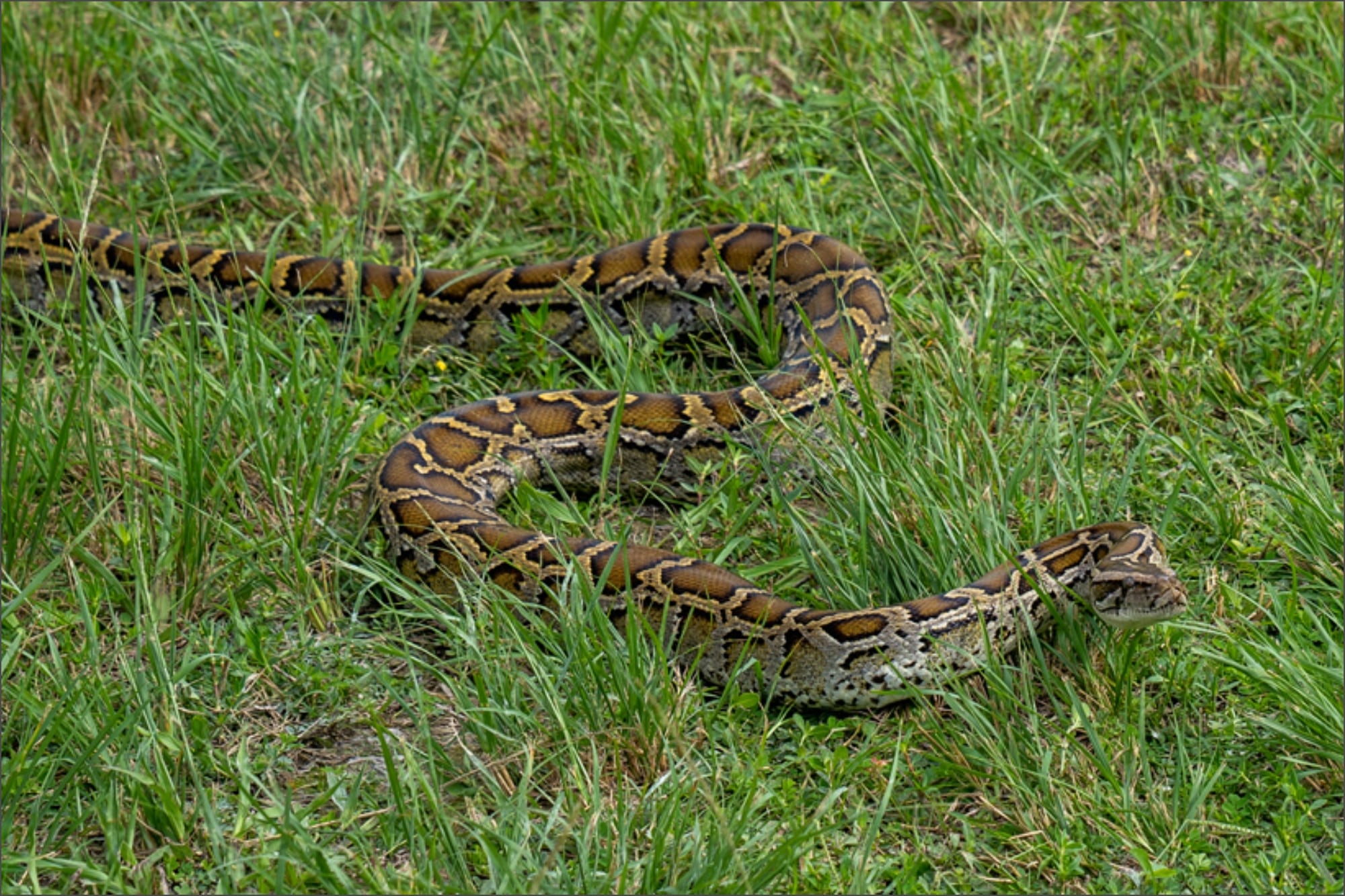 Liberan una pitón de casi 5 metros y 67 kilos, mientras Florida revela estrategia con drones para rastrear serpientes 6 La liberación del reptil fue ejecutada el 23 de septiembre por pasantes de la Universidad de Florida, mientras biólogos del USGS operaban un dron para evaluar el seguimiento aéreo en zonas pantanosas de difícil acceso