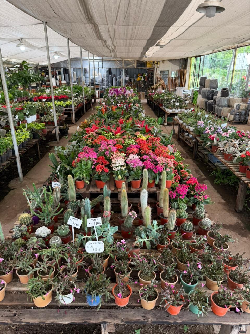 Clásicos del vivero