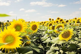 BASF gana terreno en el negocio de semillas