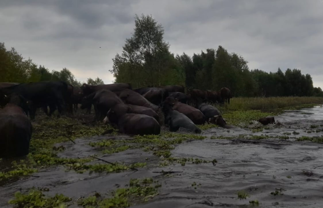 Productores entrerrianos alertan que el principal riesgo no es solo la crecida, sino la falta de caminos rurales, barcos y accesos para movilizar miles de cabezas de ganado