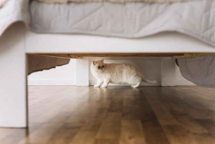 Por qué los gatos buscan refugio debajo de la cama, según especialistas (Foto: Freepik)