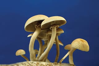 Documentales y una red subterránea de cultivadores, por qué son un boom