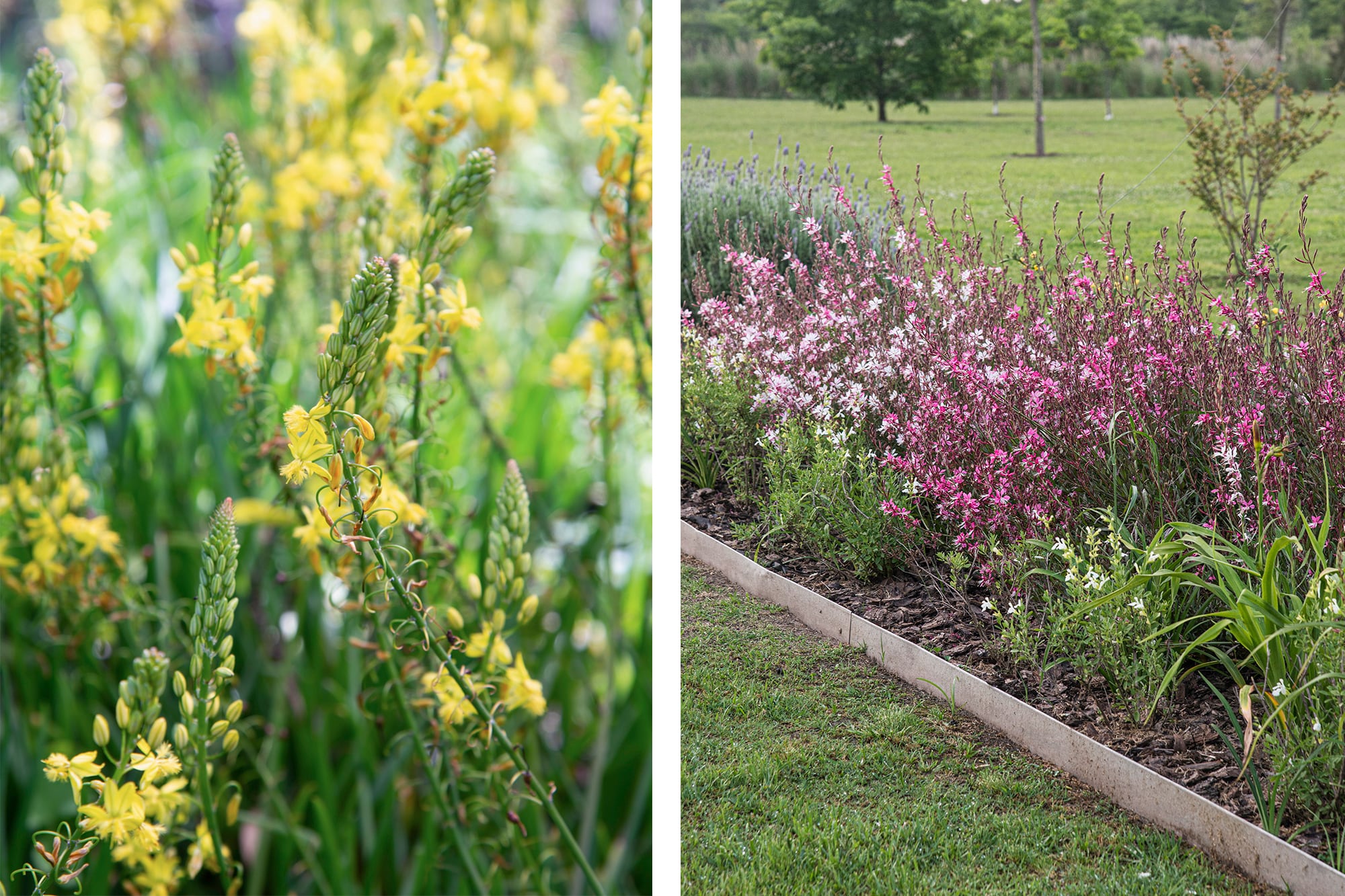 Bulbine frutescens y gaura rosada