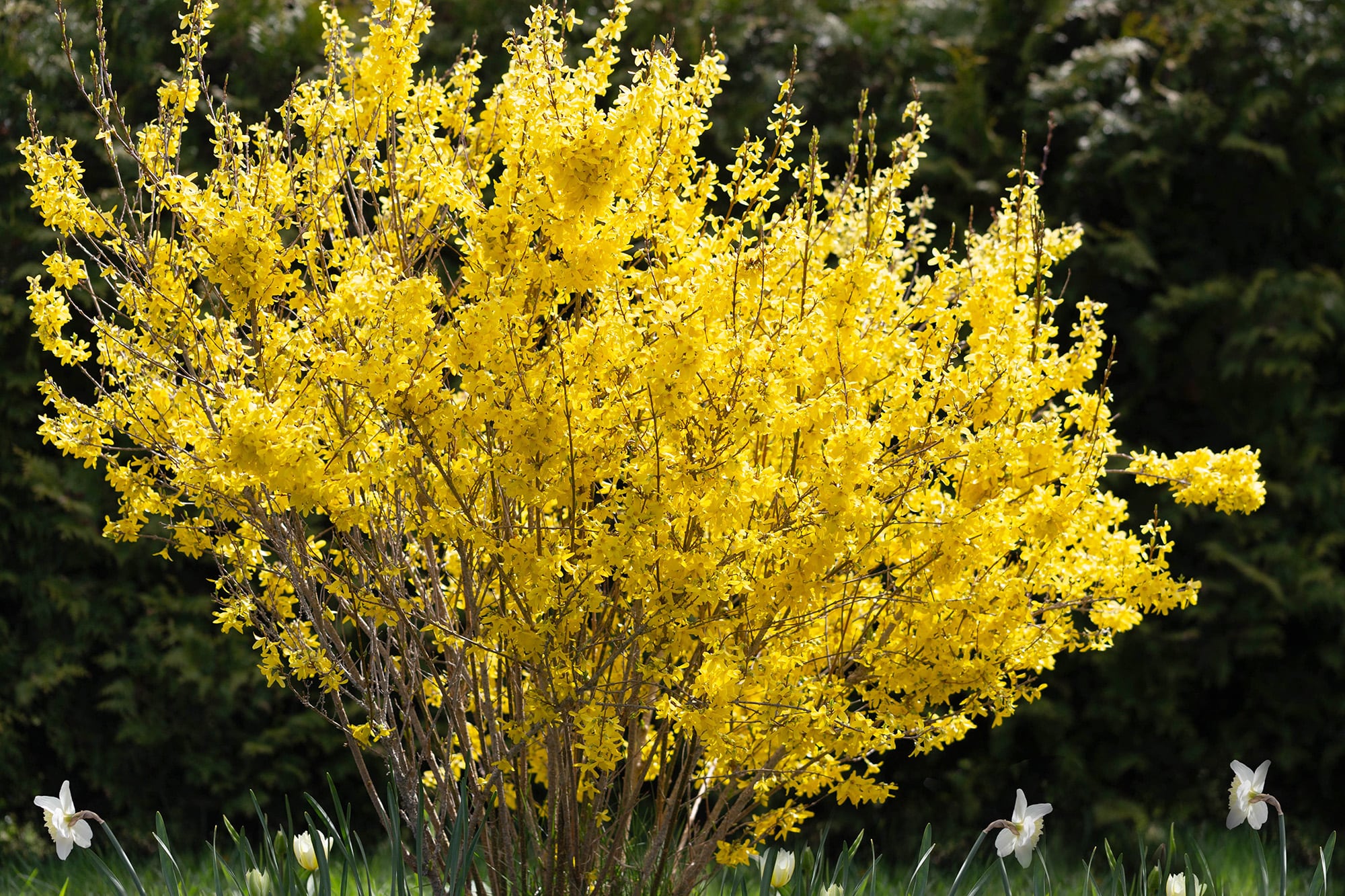 Forsythia x intermedia, conocido como campanita china, es un clásico de los jardines antiguos