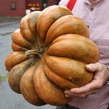 El Musquée de Provence es muy dulzón, ideal para carbonada