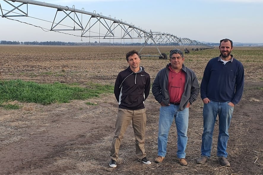 “Con eso anda muy bien”: usaron purines de cerdos para fertilizar el trigo y el resultado sorprendió a todos