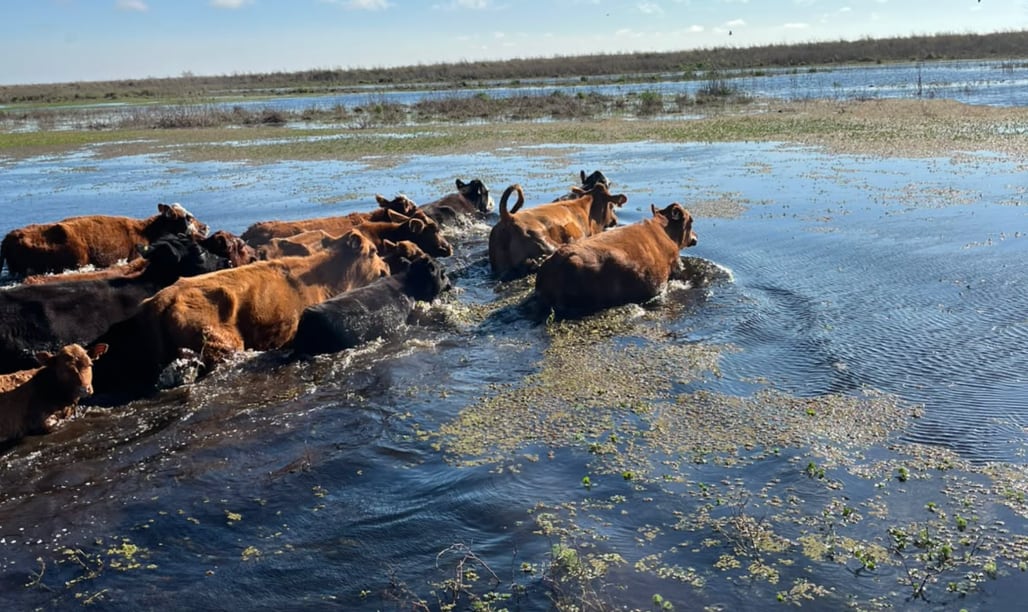 “La gente está desesperada”: por la crecida del Paraná, aceleran la evacuación de más de 30.000 vacas en las islas de Victoria