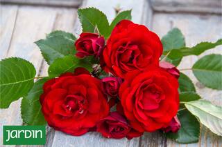 Si pensás regalar un ramo de flores, elegí bien o podrías dar un mensaje equivocado