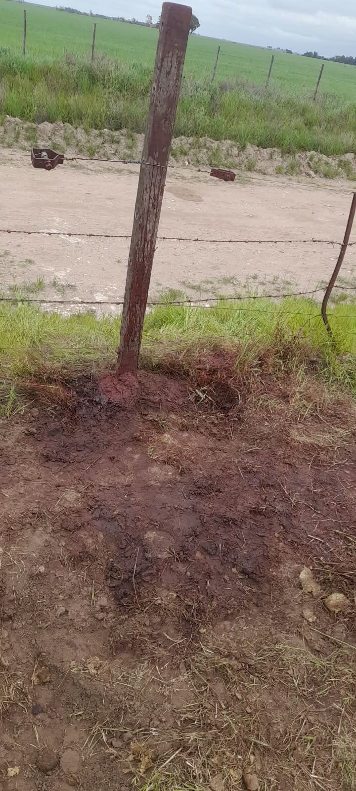 La zona rural de Coronel Dorrego donde fue encontrada la yegua gravemente herida