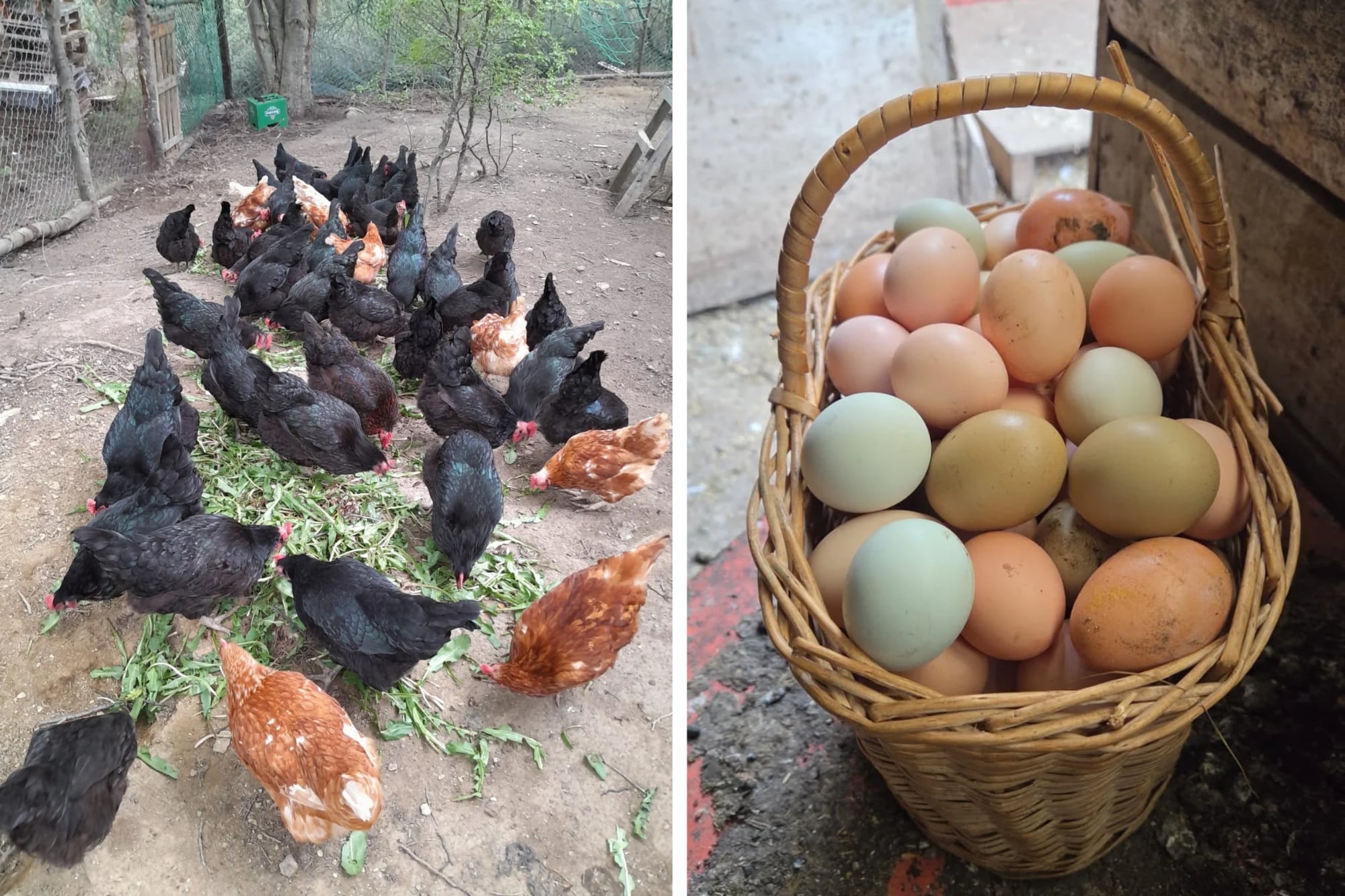 En invierno, recoge los huevos antes de que se congelen
