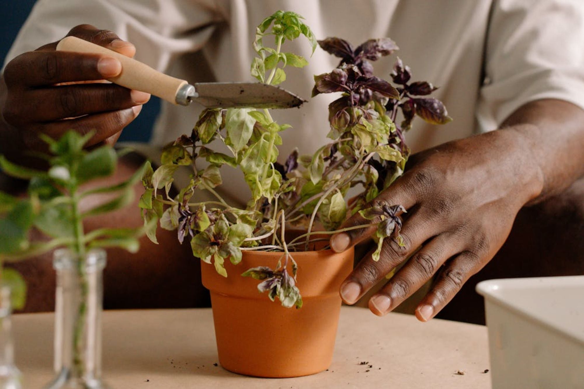 La albahaca morada requiere de cuidados muy sencillos