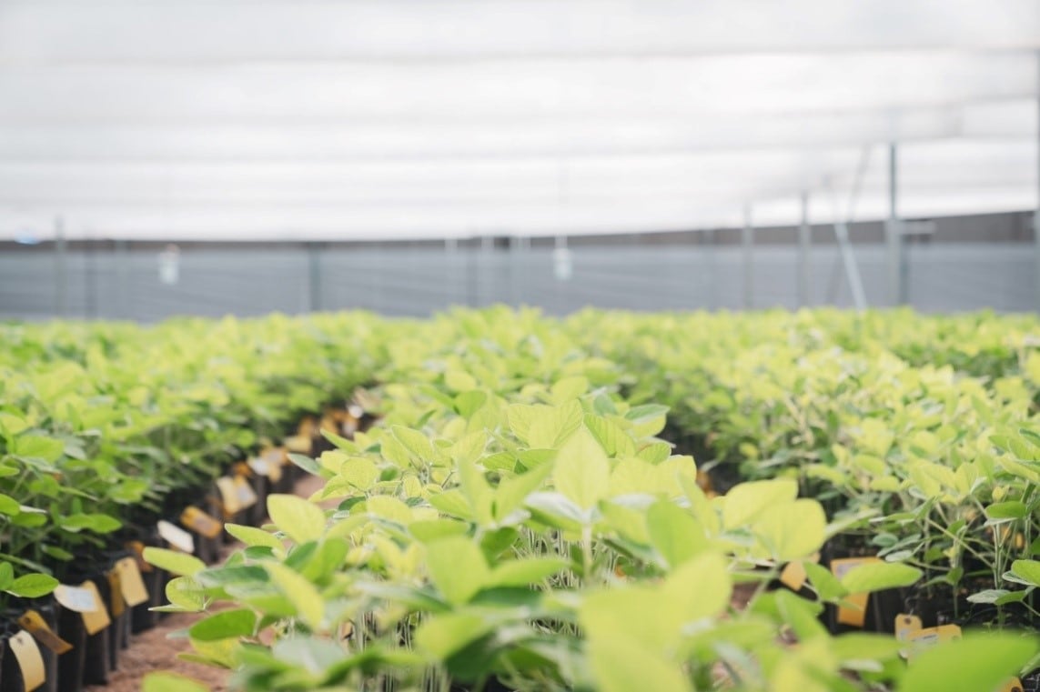 Soja de segunda: las claves para producir más después del trigo