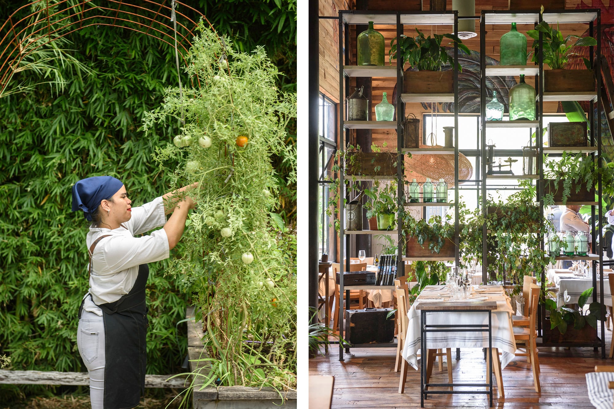 La huerta provee verduras frescas a la cocina. En el interior, las plantas también dicen presente
