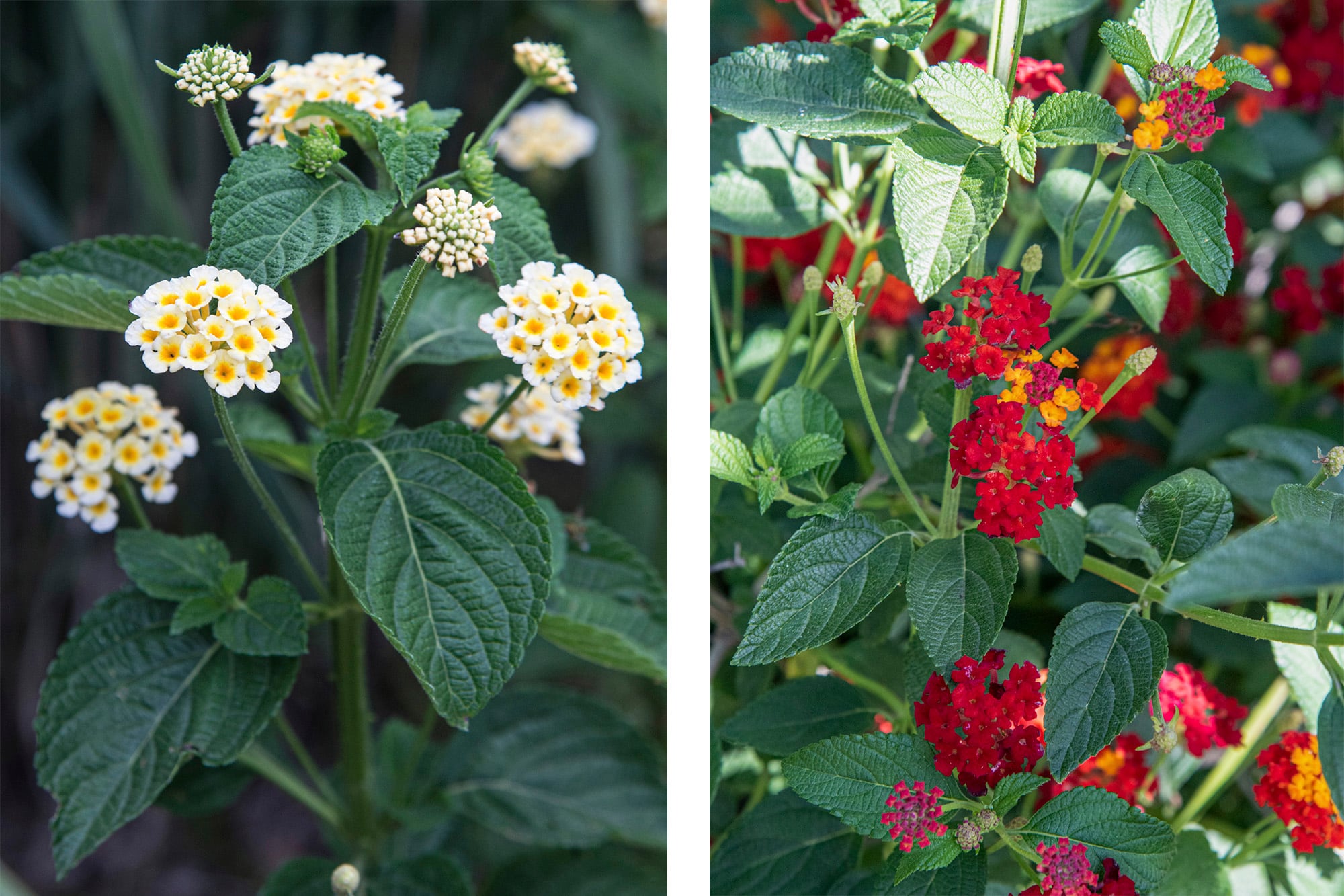 Lantana 'Mary', a la izquieda, y Lantana camara, a la derecha