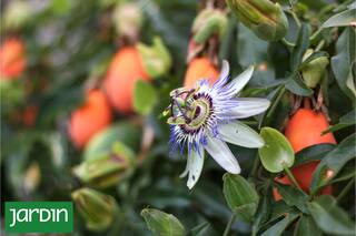 3 frutas nativas que podés cultivar en casa para descubrir nuevos sabores