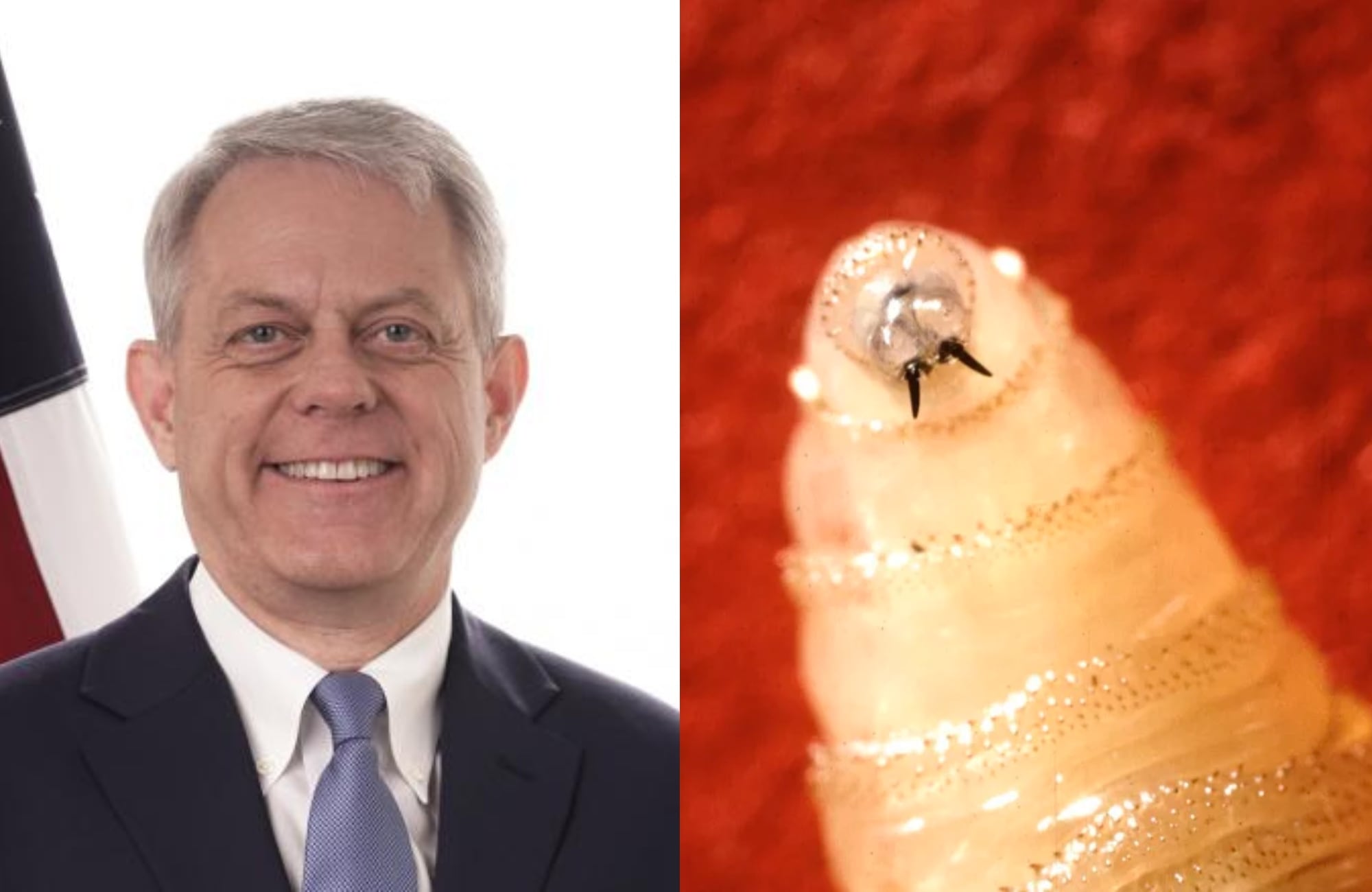 Dr. Timothy Schell, veterinario de la FDA: ¿el gusano barrenador puede atacar a perros y gatos?