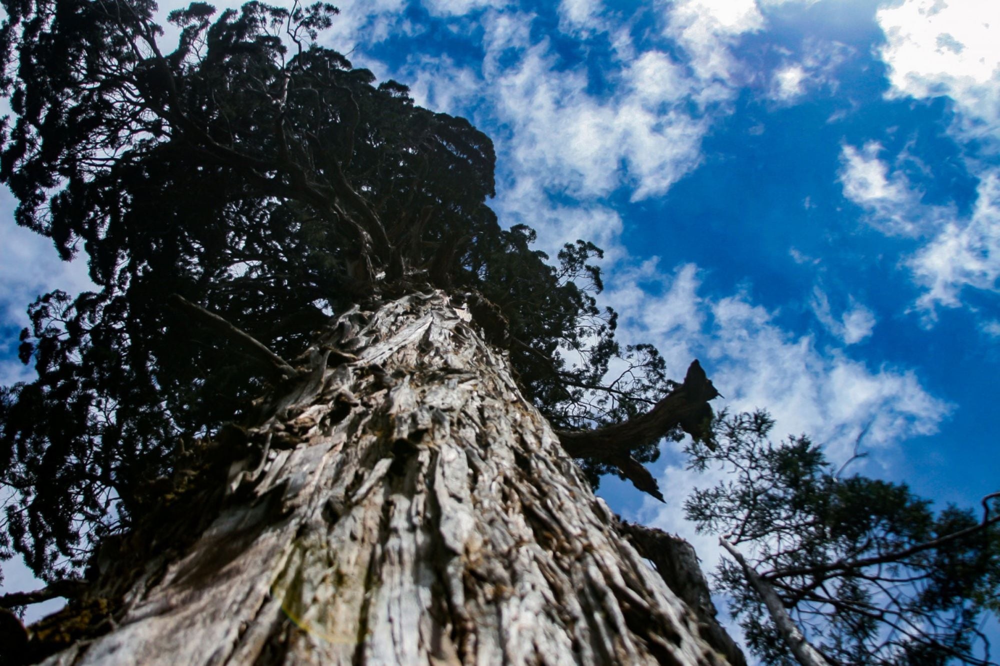 El árbol milenario de la Patagonia argentina: es el segundo ejemplar más antiguo de su especie en el mundo