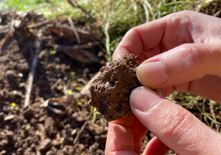 Es clave el bienestar del suelo