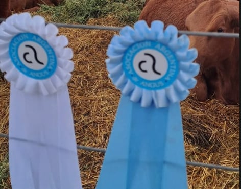 Ya vende 30 toros por año: se fue a la Patagonia y comenzó de cero un ambicioso proyecto en un lugar hoy muy pujante 12 A pesar del crecimiento, Tejeda mantiene una fuerte autocrítica sobre su desempeño en las pistas. “Considero que tengo muy buena genética, pero me faltaba organización para llegar con toros mejor preparados a las exposiciones”, reconoce