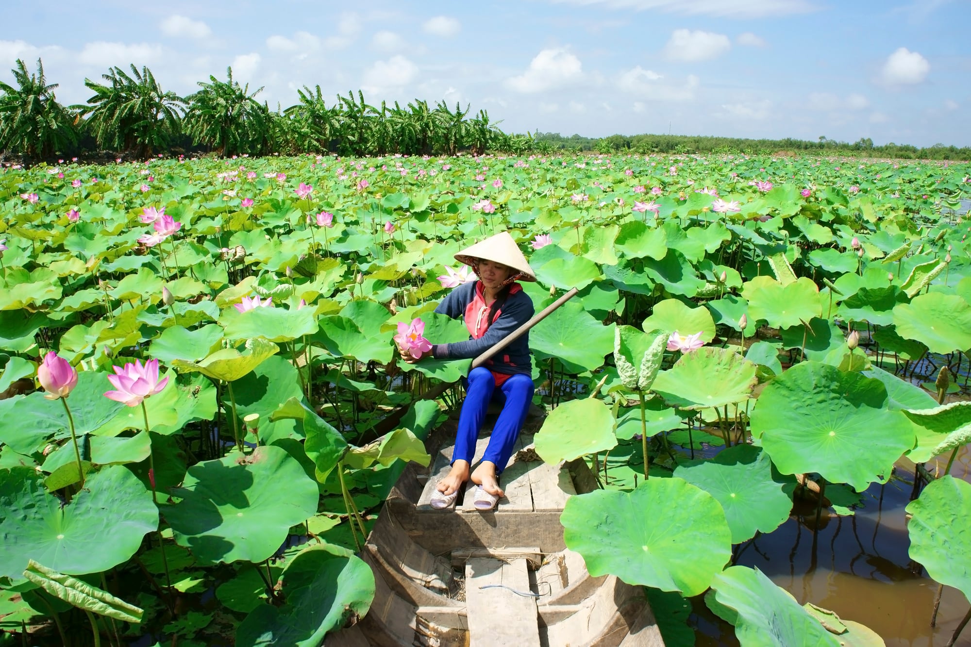 En el delta de Mekong, un estanque de nenúfares y flores de loto