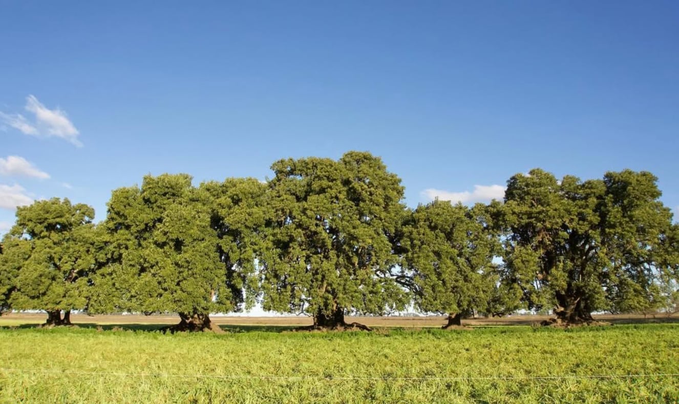 La cabaña Los Cinco Ombúes debe su nombre a una particularidad del establecimiento: “En el campo hay, no sé por qué, como tres o cuatro sectores que tienen solamente cinco ombúes”