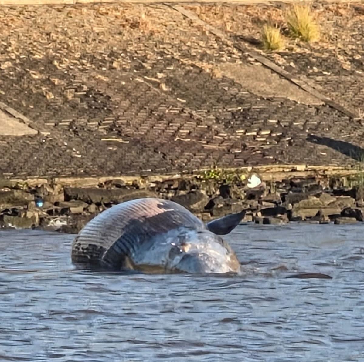 La ballena fue encontrada sin signos vitales
