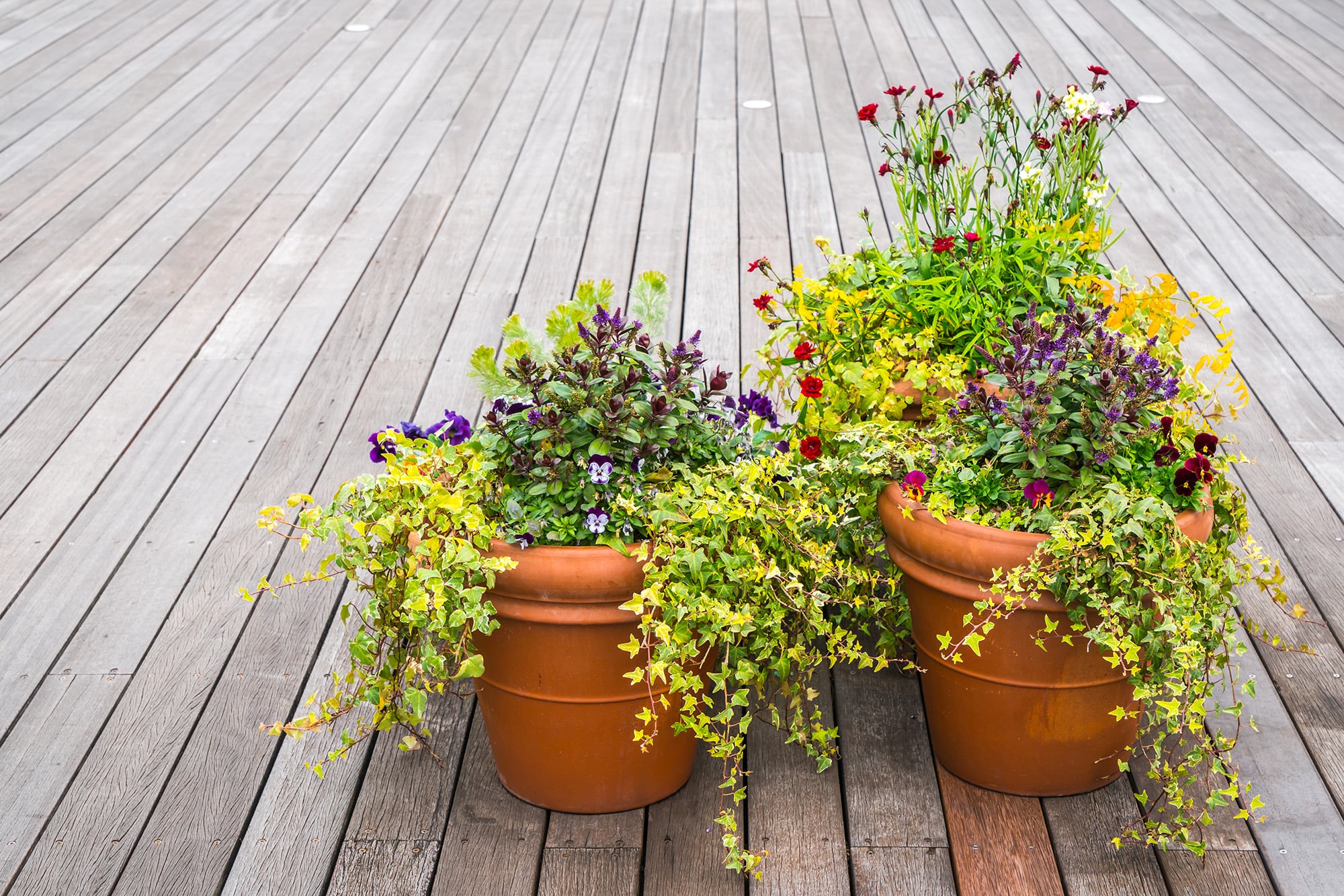 Hay ciertas plantas que florecen durante temperaturas más bajas y son perfectas para decorar en otoño