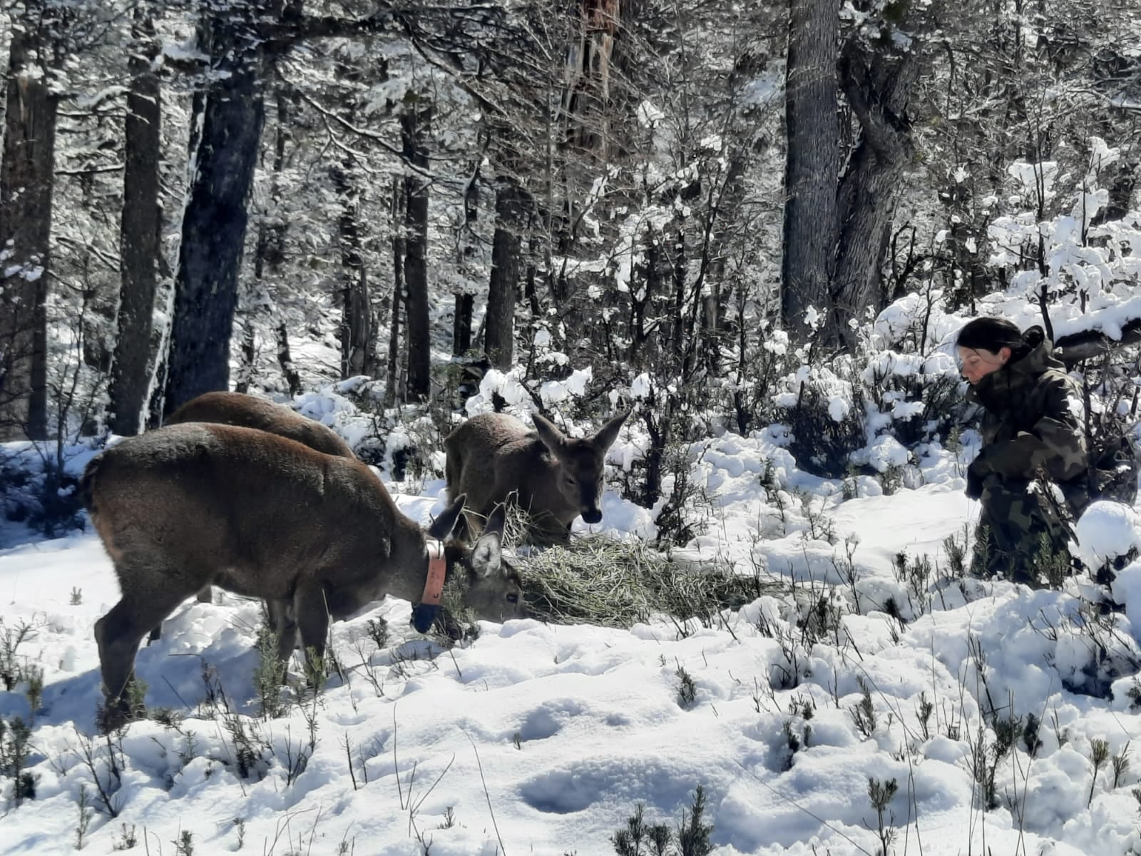 Buscan recuperar las poblaciones de estos mamíferos en Chubut (Foto: Fundación Temaikén)