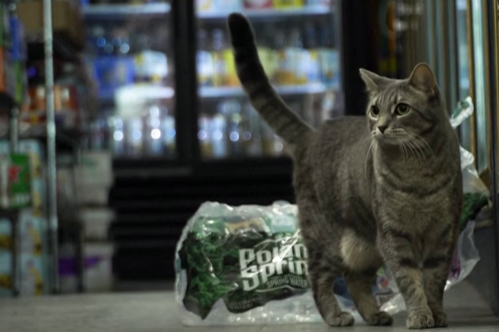 ¿Podrán salvar a los gatos de las bodegas de Nueva York? Las iniciativas que buscan protegerlos