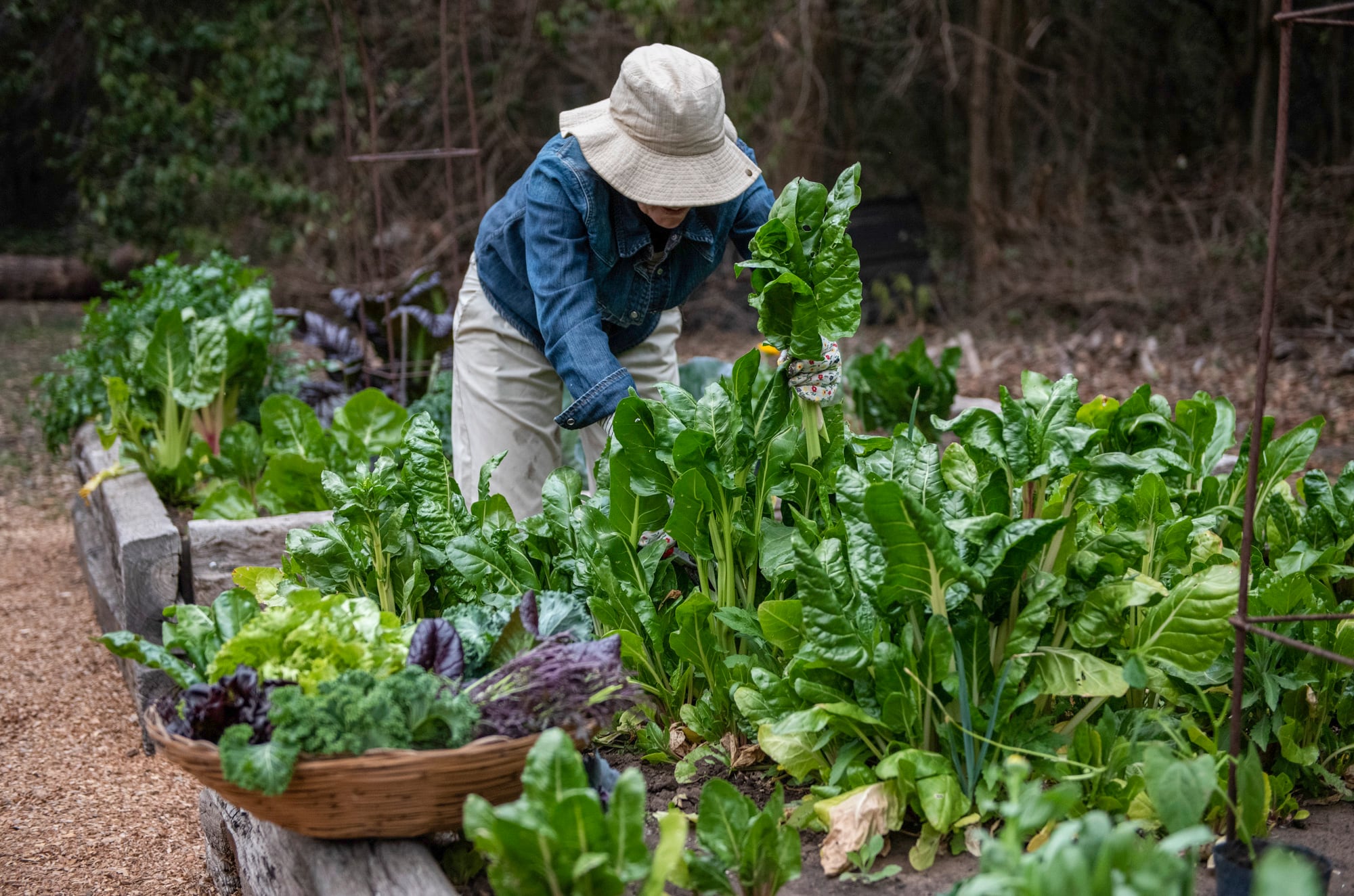 La huerta en la estación fría nos aporta gran cantidad de verduras de hoja