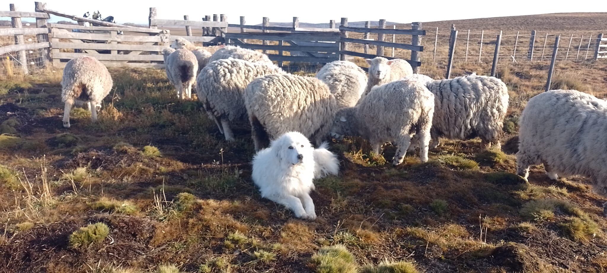 Potreros en la estancia Guazú Cué, con los PPG, fieles y efectivos cuidadores de ovejas, Tierra del Fuego