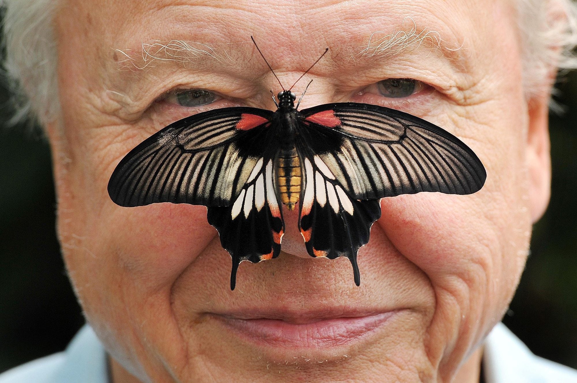 David Attenborough, locutor de la BBC: cómo pasó de observador a conservacionista