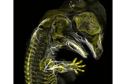 3. Embrión de caimán (Daniel Smith Paredes y Bhart-Anjan S. Bhullar, Estados Unidos)