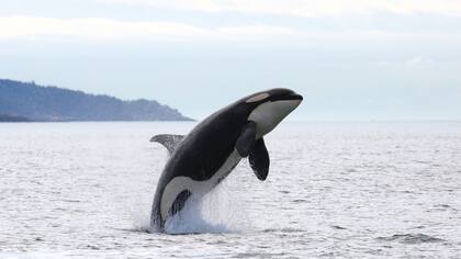 30/05/2023 Una orca en una imagen de archivo POLITICA MITECO