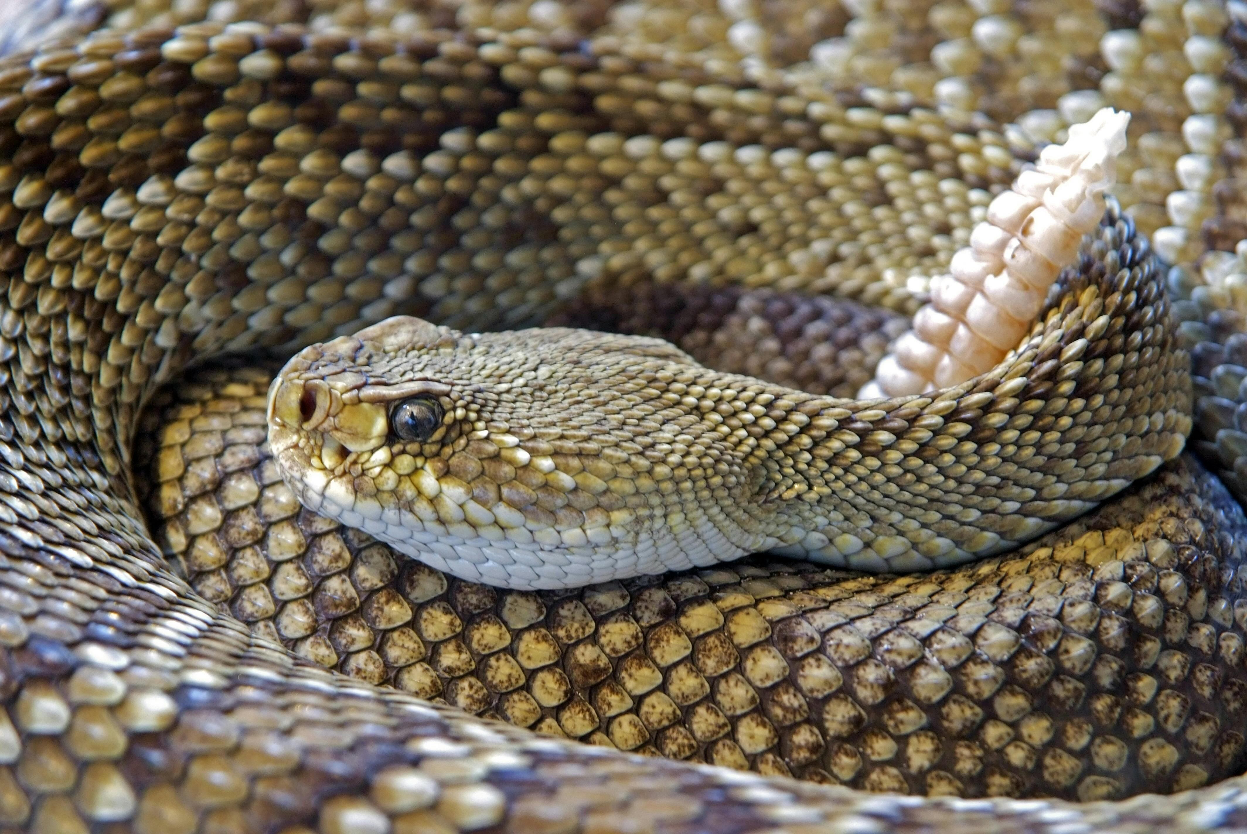 Por más de 30 años se especuló que la crotoxina, producida con el veneno de la serpiente de cascabel, era eficiente para eliminar el cáncer