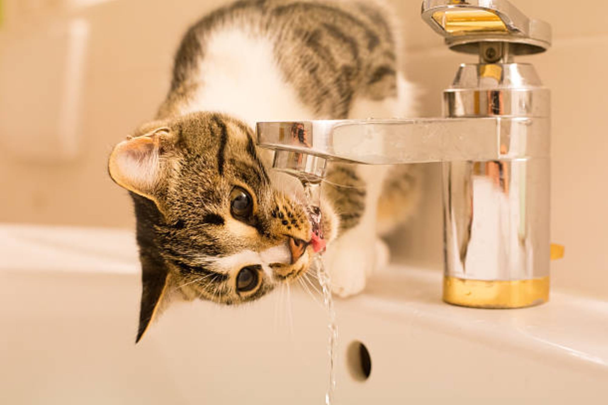 “Los gatos no toman agua de la canilla solo porque esté más fresca, se sienten naturalmente atraídos por el agua en movimiento”
