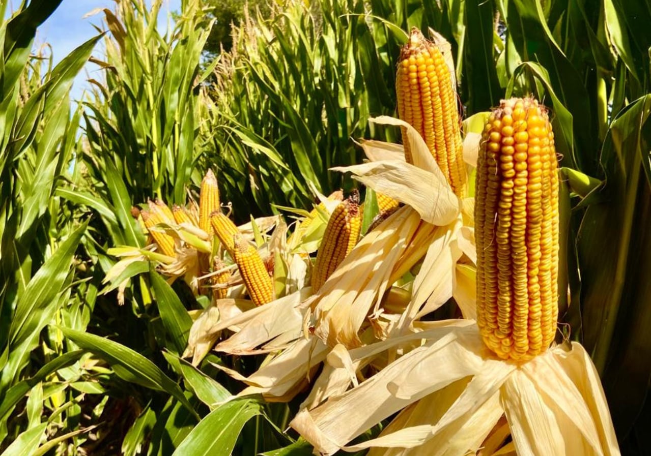 En los maíces tradicional la preocupación es por el riesgo a un posible vuelco o quebrado