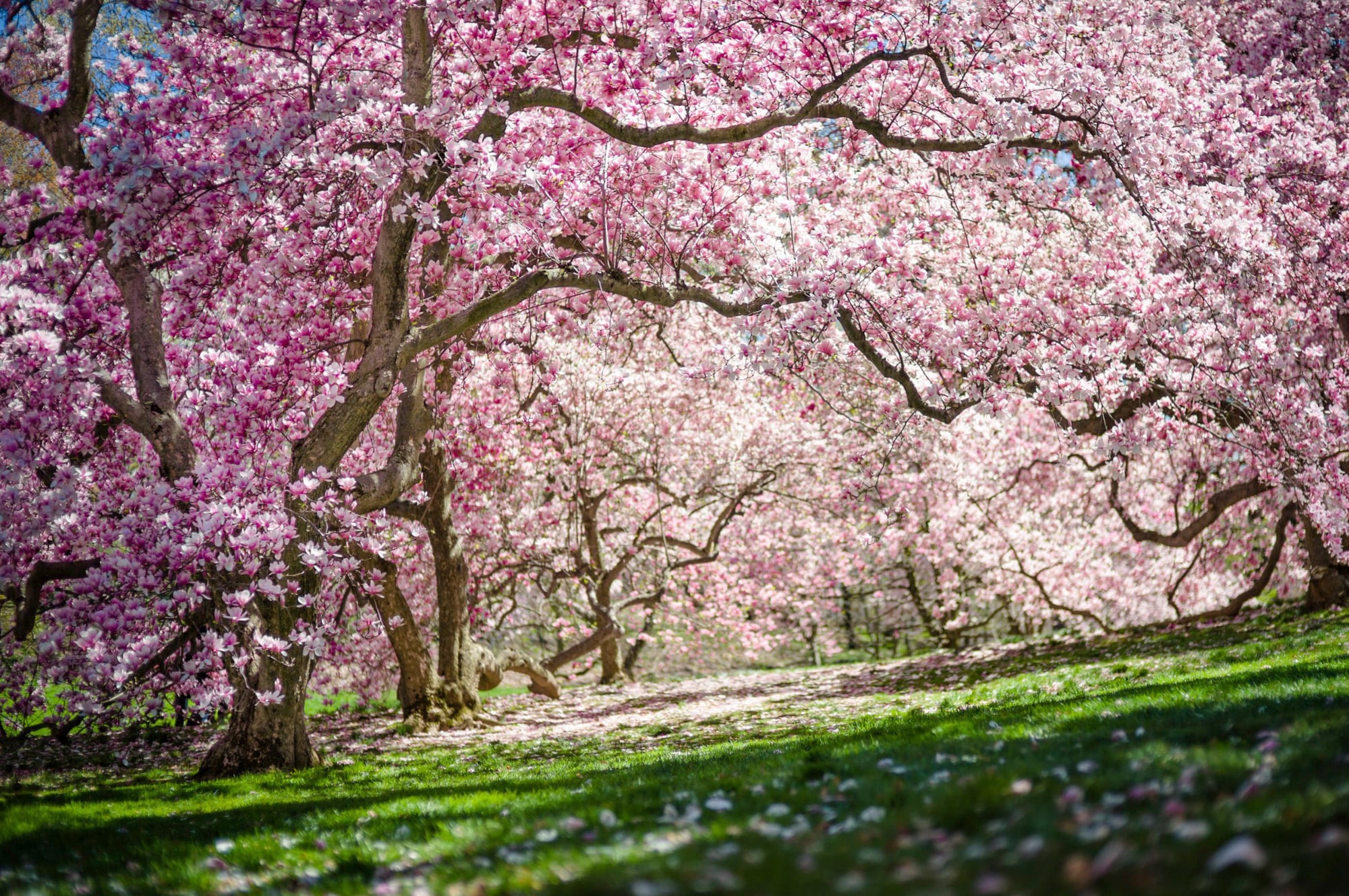 La profusa floración de las magnolias a principios de primavera