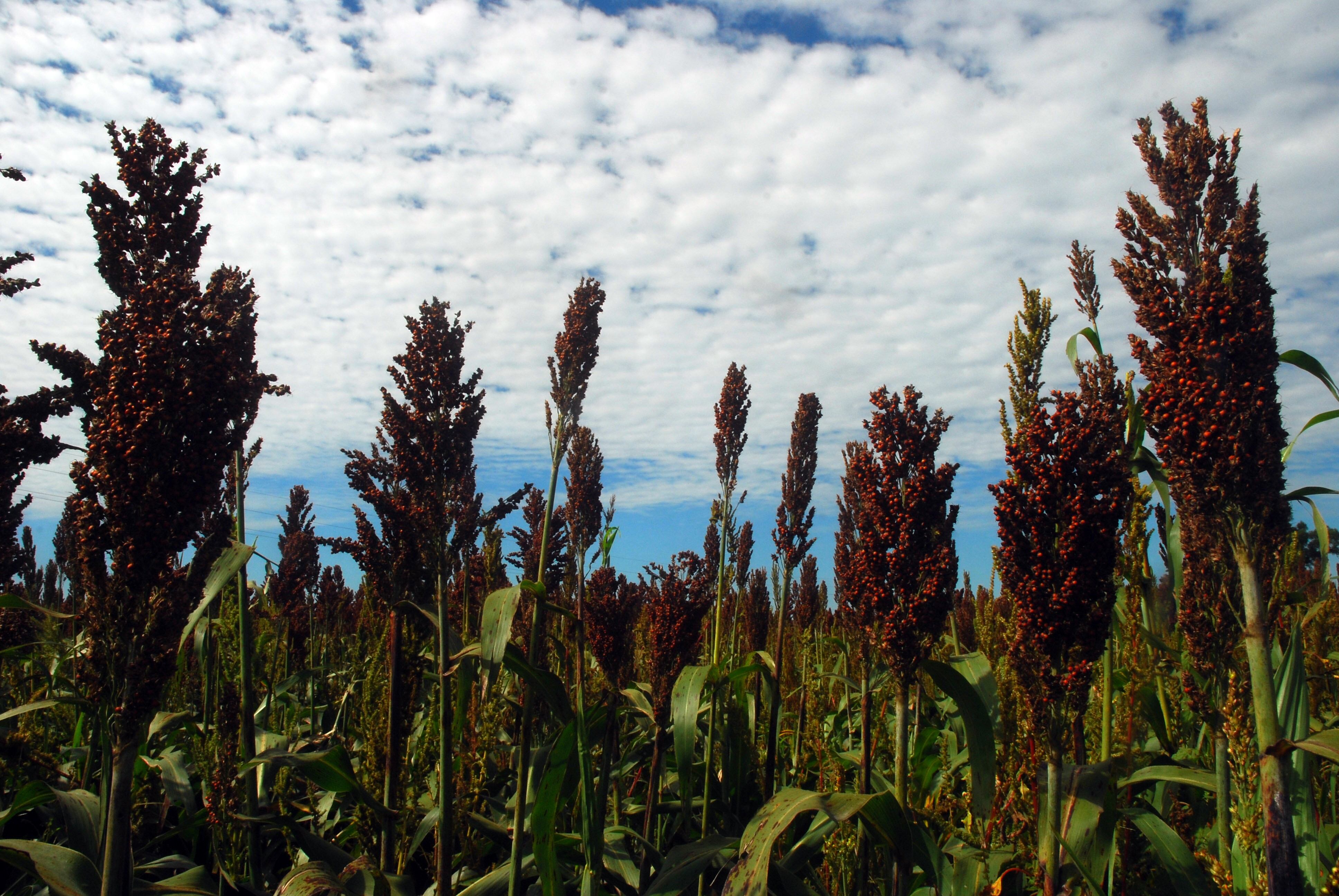 Hubo una mejora del área del sorgo tras la chicharrita en el maíz