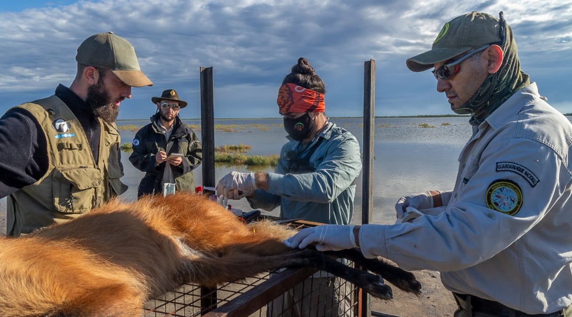 Los científicos van a monitorear los desplazamientos del animal (Foto: Parques Nacionales)