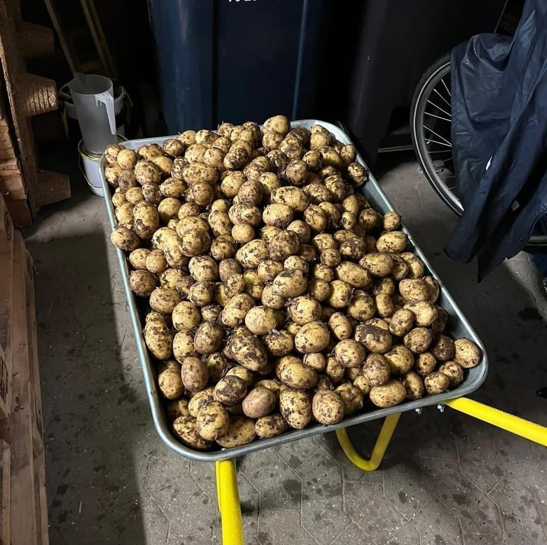 Como se puede ver, muchas tenían tierra aún, ya que había sido extraídas de una granja local