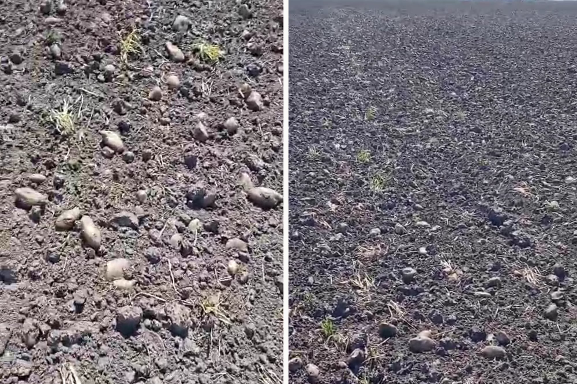 “Es realmente muy triste”: por qué dejan que la papa se pudra en el campo