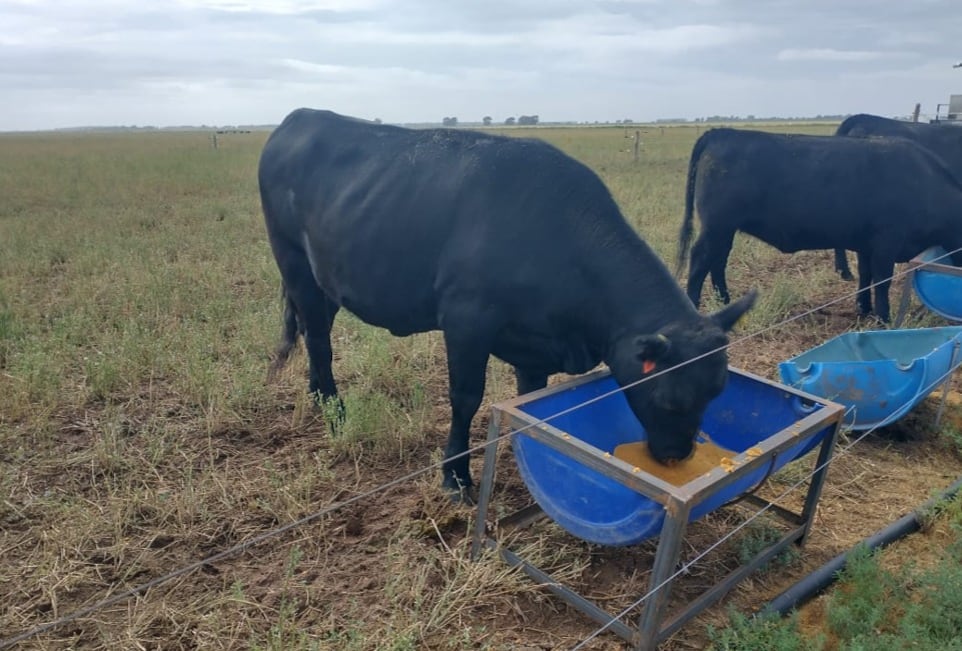El informe de INTA indicó que también se evaluó una segunda estrategia orientada a mejorar la sostenibilidad de la cadena de producción: la incorporación de granos de destilería secos (GDS), un subproducto de la industria del bioetanol de maíz, en la alimentación de bovinos