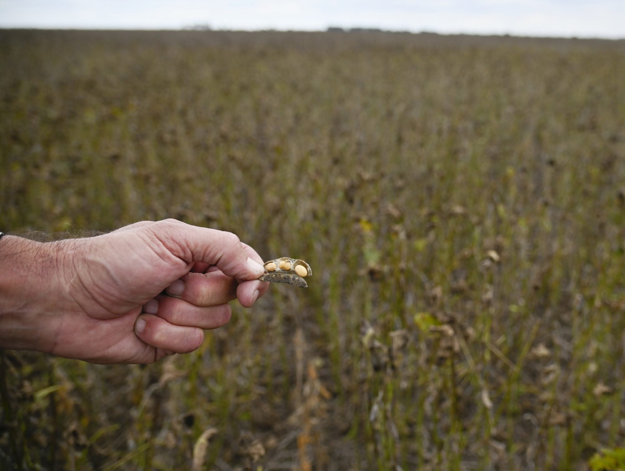 “Los días no acompañan”: las lluvias no dan tregua y los productores no pueden acelerar la cosecha de soja 6 En la zona de Roldán, un lote con la planta aún verde y humedad