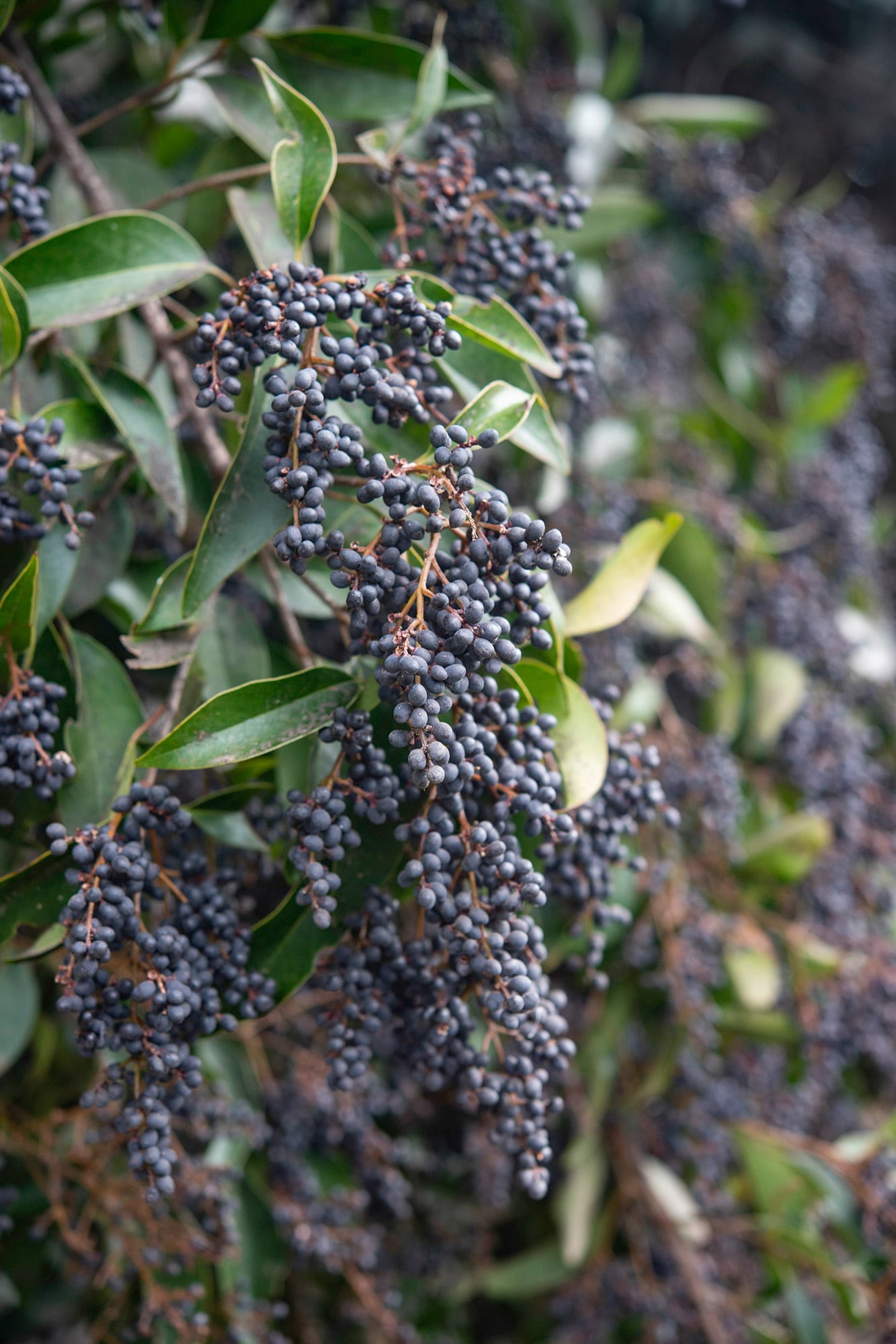 El ligustro (Ligustrum lucidum) se dispersa con ayuda de las aves y puede crecer espontáneamente hasta convertirse en invasora