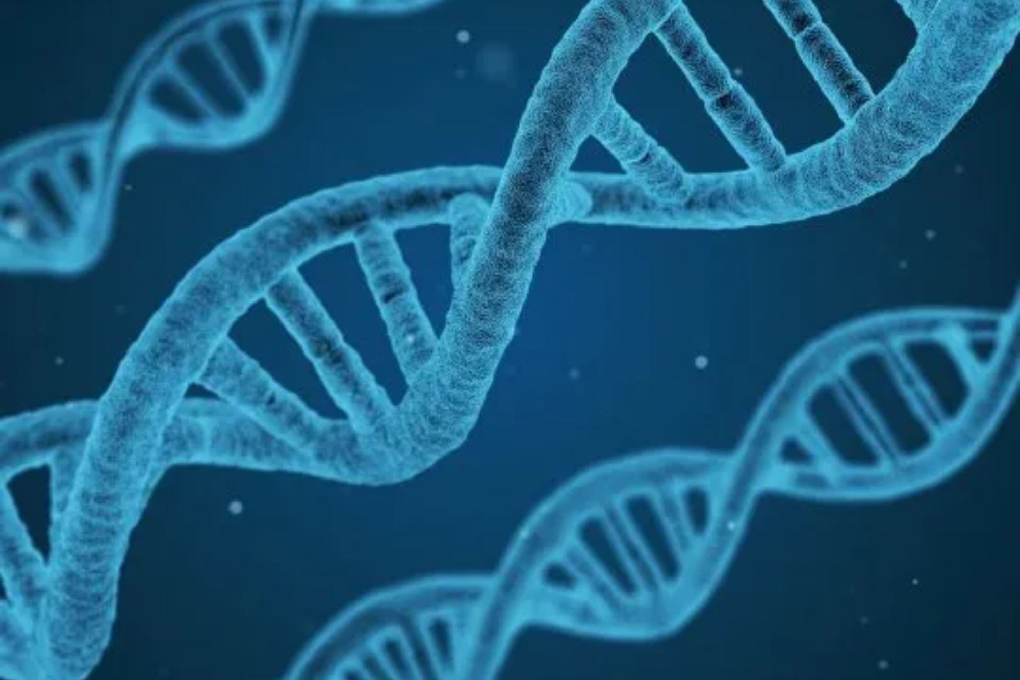 Los test funcionan a través del análisis del ADN autosómico, es decir, el que se hereda por partes iguales de la madre y el padre