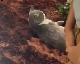 El conmovedor momento en el que un gato despidió a su dueño