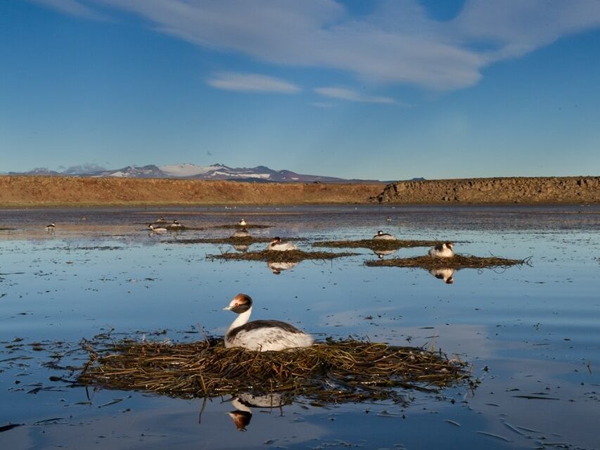 Una especie que estuvo en peligro de extinción por años volvió a reproducirse en la Patagonia