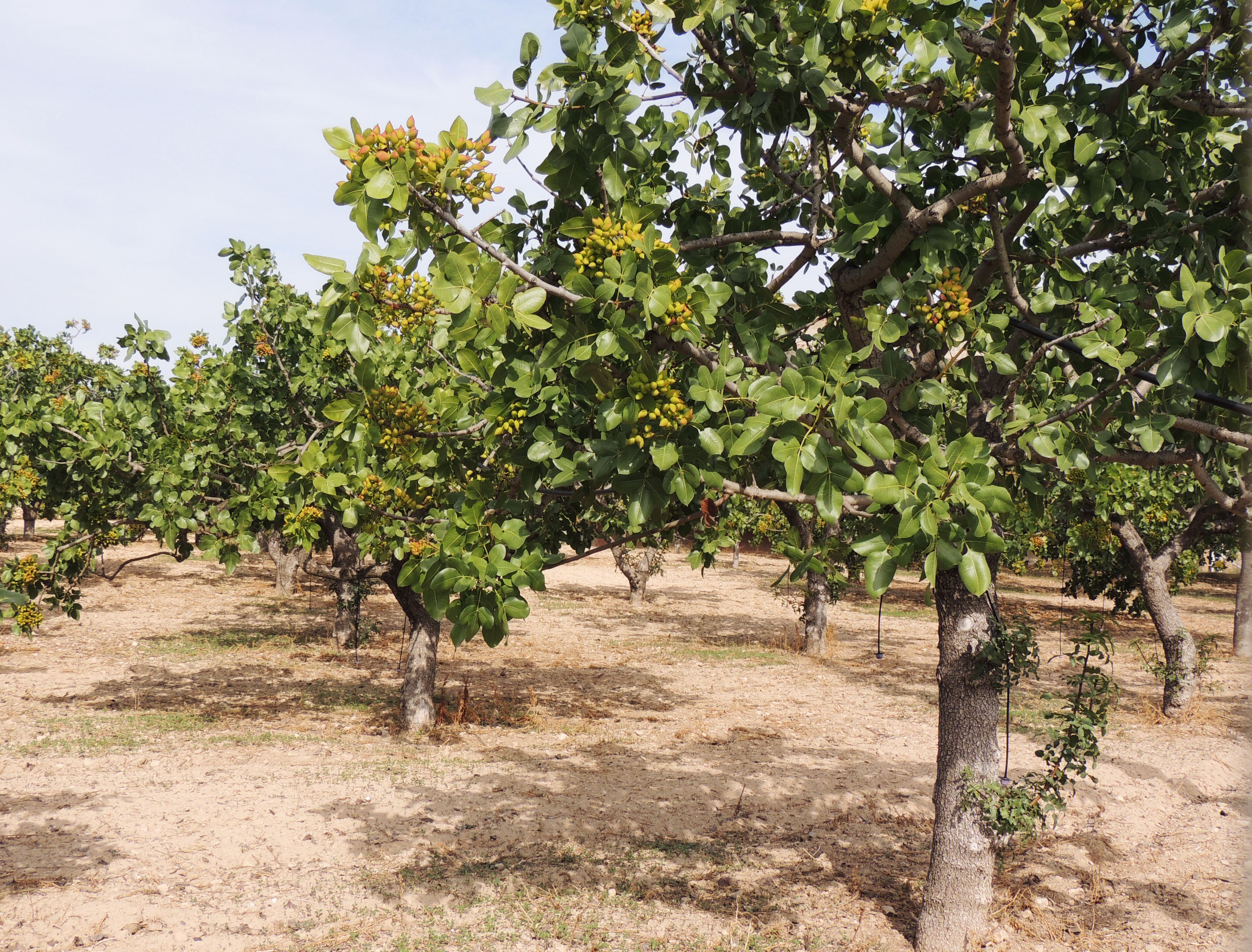 San Juan es referente en producción